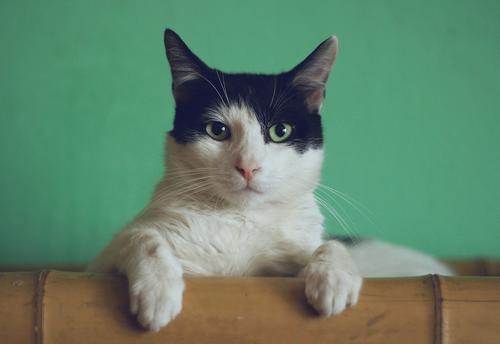 Эксперт Нуриева: биологически кошка является сумеречным хищником Эксперт Нуриева: биологически кошка является сумеречным хищником